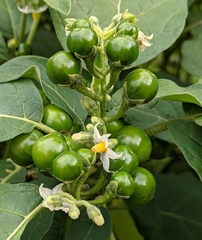 Solanum aethiopicum