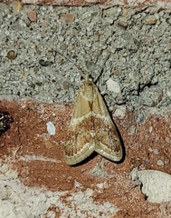 Noctueliopsis bububattalis