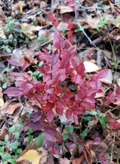 Vaccinium myrtillus