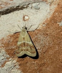 Noctueliopsis bububattalis