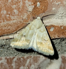 Schinia coercita