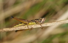 Pseudochorthippus curtipennis