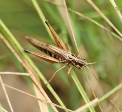 Pseudochorthippus curtipennis