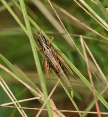 Pseudochorthippus curtipennis