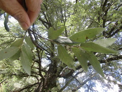Quercus durifolia