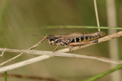 Pseudochorthippus curtipennis