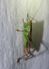 Orchelimum silvaticum