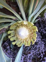 Protea laevis