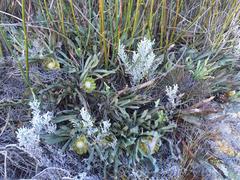 Protea laevis