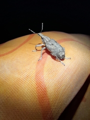Byrsopagini