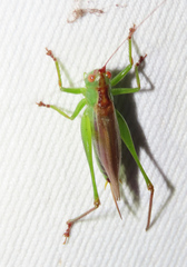 Orchelimum silvaticum