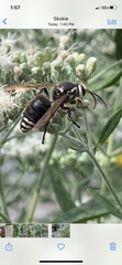 Dolichovespula maculata