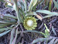 Protea laevis