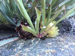 Protea laevis