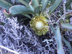 Protea laevis