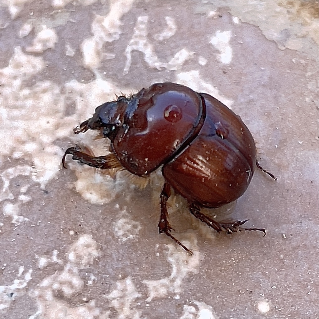 Bolbocerastes peninsularis