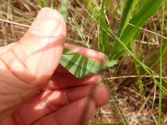Chlorophytum bowkeri