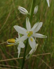 Chlorophytum bowkeri