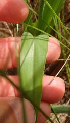 Chlorophytum bowkeri