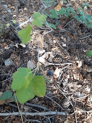 Ribes viscosissimum