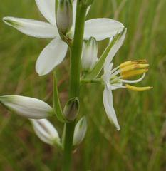 Chlorophytum bowkeri