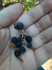 Ribes viscosissimum