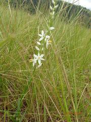 Chlorophytum bowkeri