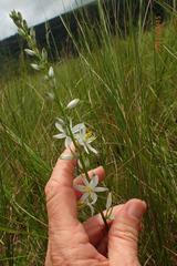 Chlorophytum bowkeri