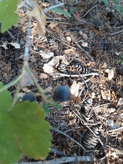 Ribes viscosissimum