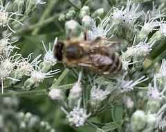 Apis mellifera