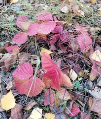 Rubus saxatilis