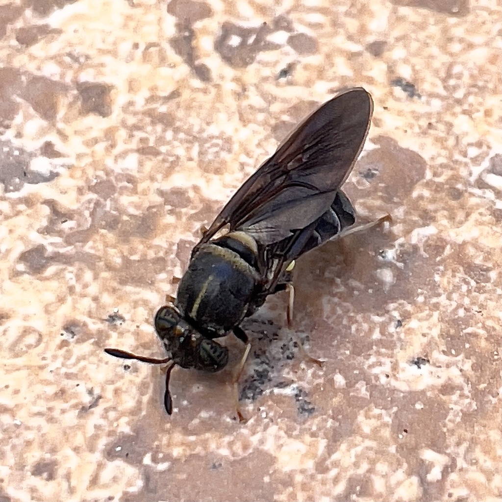 Hermetia eiseni