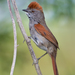 Sooty-fronted Spinetail - Photo (c) Cláudio Dias Timm, some rights reserved (CC BY-NC-SA)