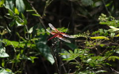 Libellula gaigei