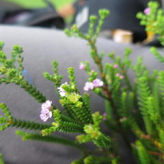 Euchaetis albertiniana