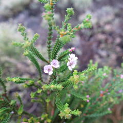 Euchaetis albertiniana