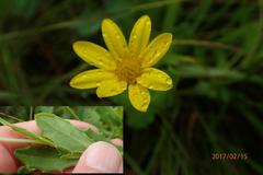 Osteospermum grandidentatum