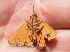Calliodes pretiosissima