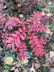 Sorbus aucuparia