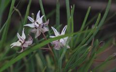 Asclepias stellifera