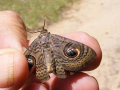 Calliodes pretiosissima