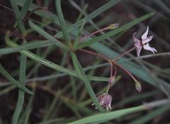 Asclepias stellifera