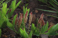 Acalypha peduncularis