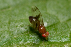 Chymomyza