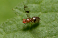 Chymomyza