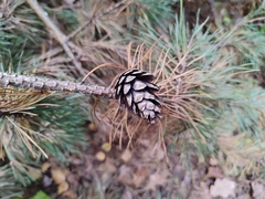 Pinus sylvestris