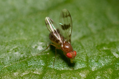 Chymomyza