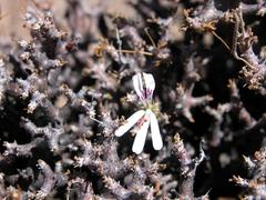 Pelargonium xerophyton