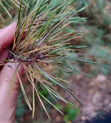 Pinus sylvestris