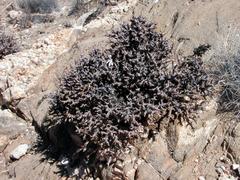 Pelargonium xerophyton